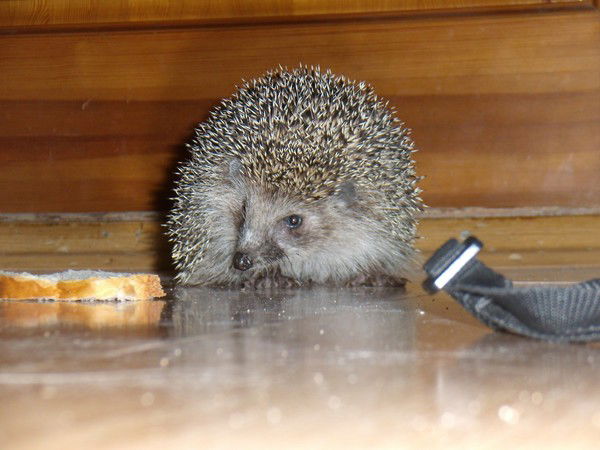 Елена Платонова