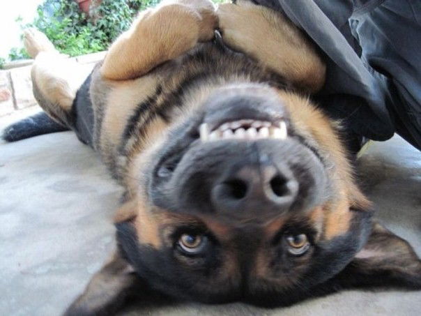 Евгений Квасников