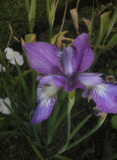 Нина Боровицкая