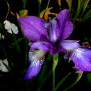 Нина Боровицкая