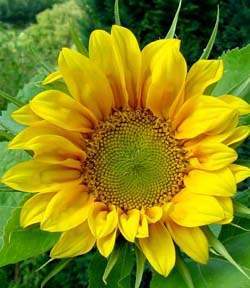 Ирина Казанцева