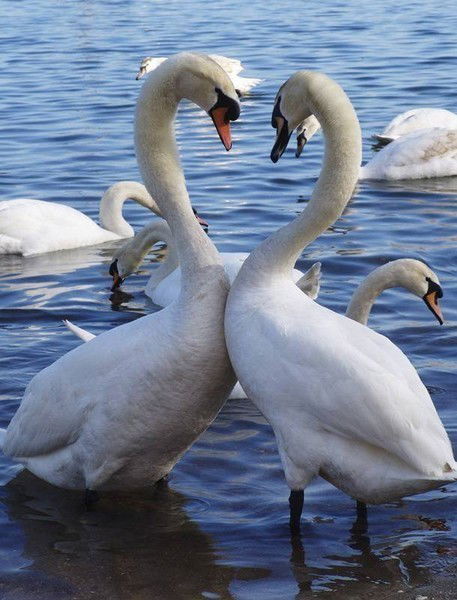 Санди Ержан