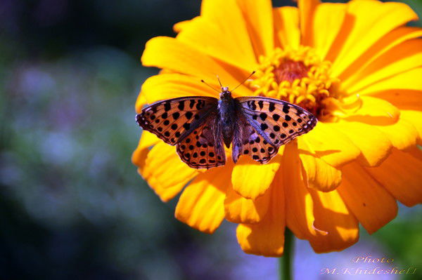 Атемася Госдепов