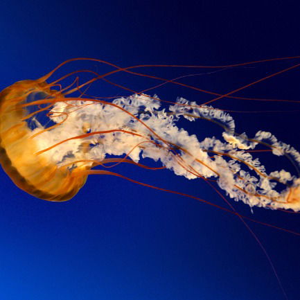 Владимир Кривошеев