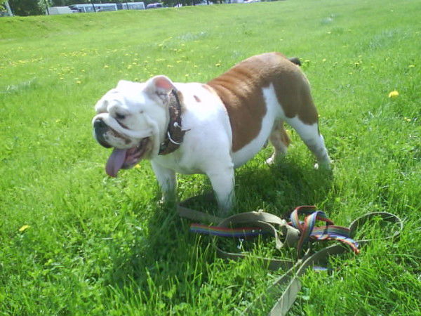 Елена Новикова