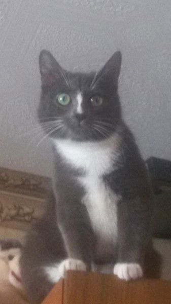 *дикая Иллюзия*