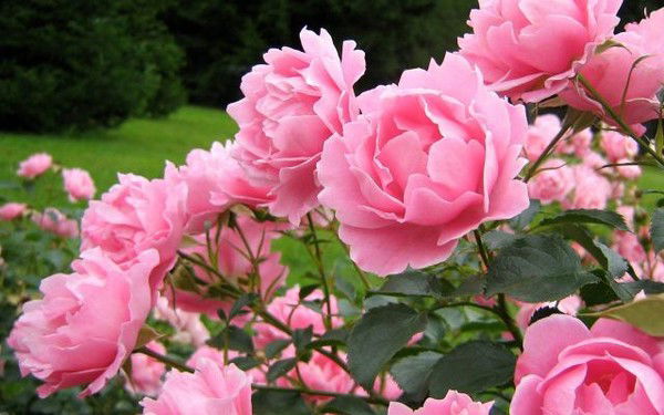 Меруерт Мамырбекова