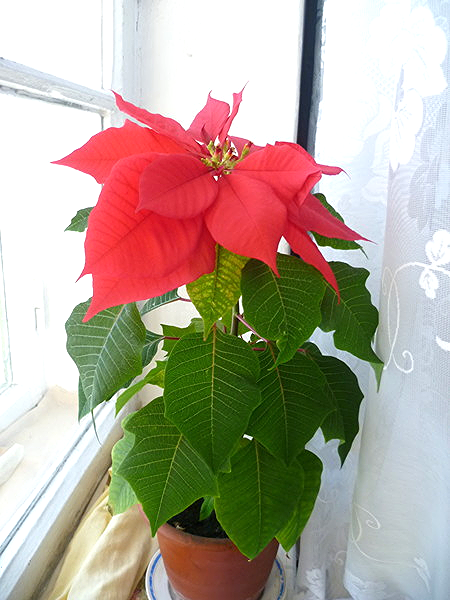 Рамзия Ибрагимова