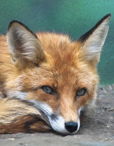 Алёна Чамина