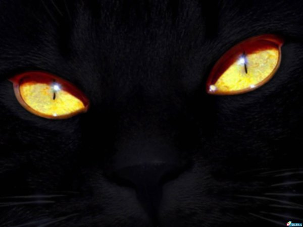 Ольга Куприянова