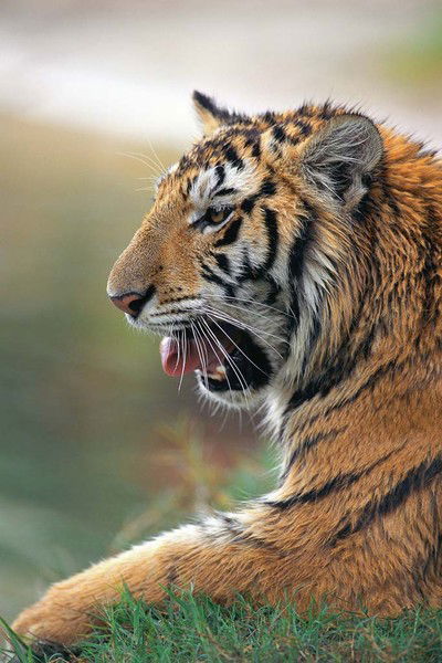 Игорь Кузьмин