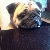 Арина Романенко