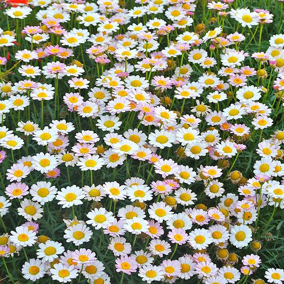 Надежда Кузнецова