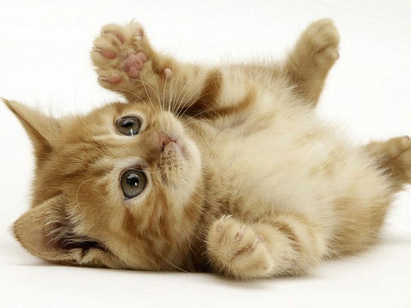 Олеся Ганжа(Панина)