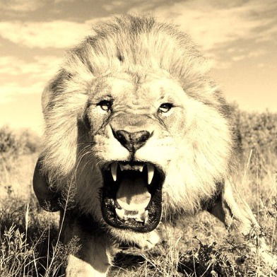 Владислав Горовой