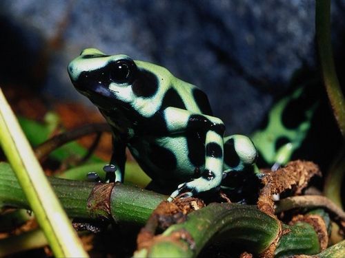 Марина Кишеева