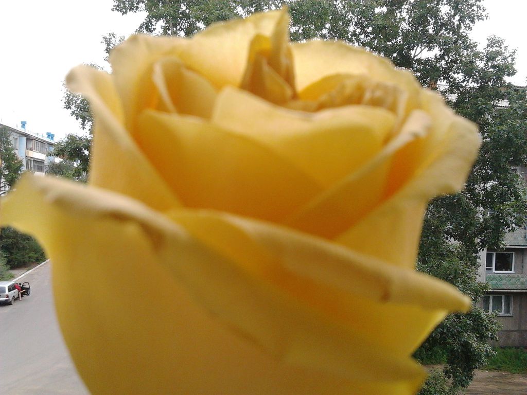 Галина Трофимова