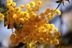 Устюжина Александра