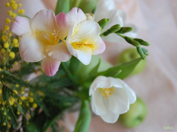 Елена Иванченко