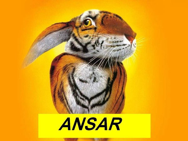 Ansar Bola-Bola *****