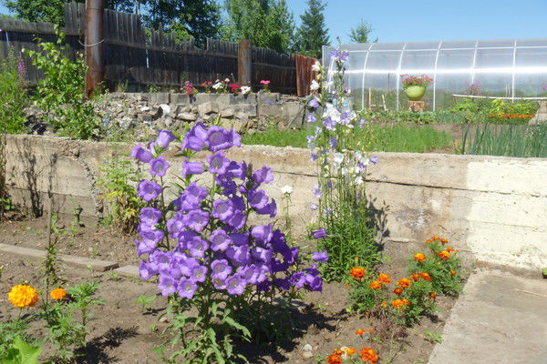 Ирина Харченко