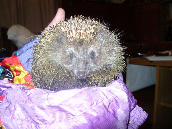 Надежда Торопина