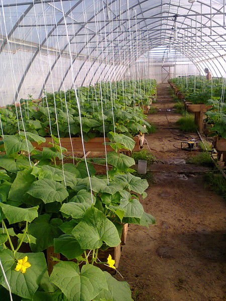 Маржан Керешева