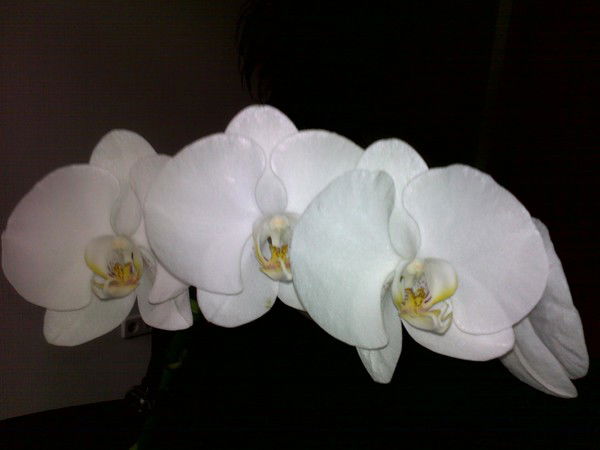 Анна Григорьян