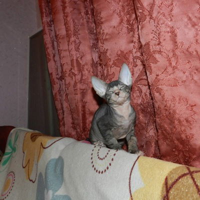 Аннетта Муркина