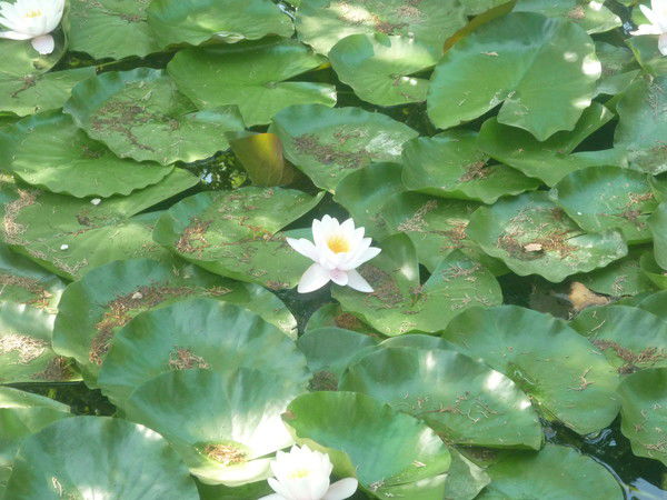 Елена Рудецкая