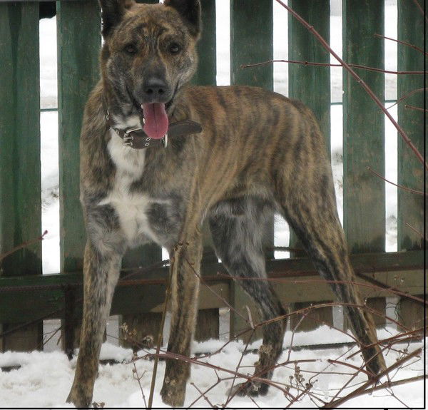 Виктор Бутров