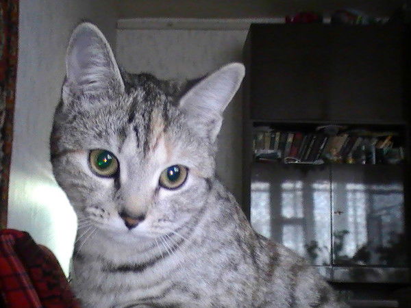 Сергей Коротков