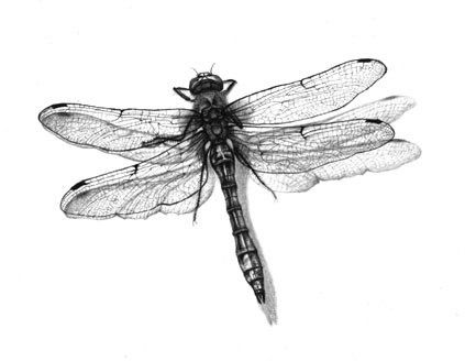 Елена Суханова