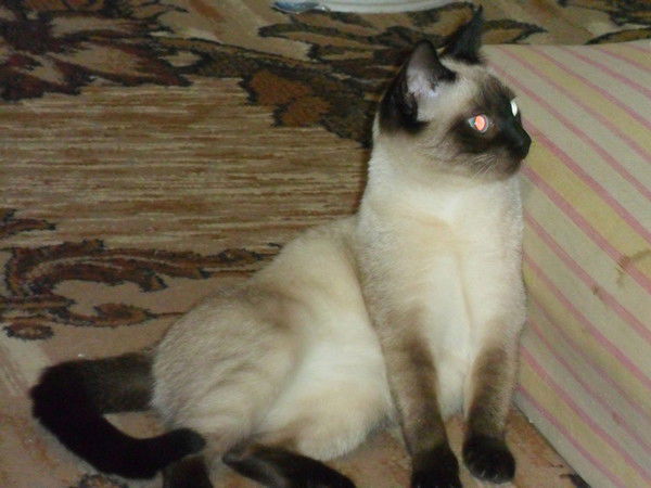 Масюня Масюня