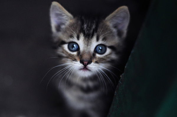 Людмила Косолапенко