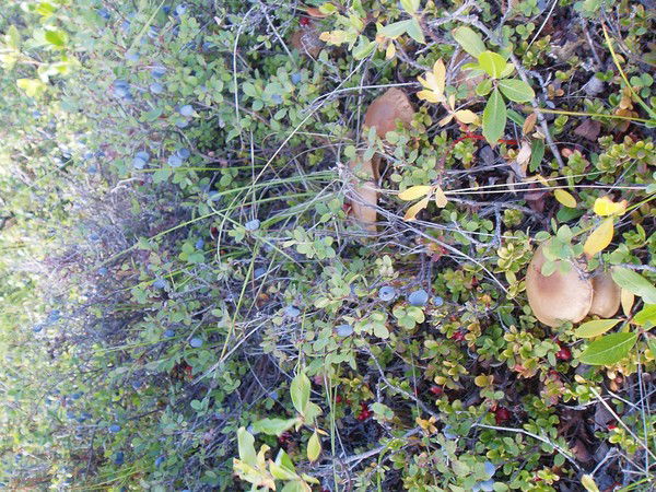 Светлана Новикова