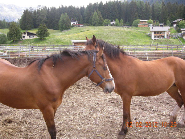 Тамара Дмитриева