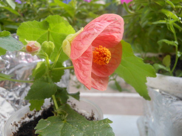 Оксана Кривошеева