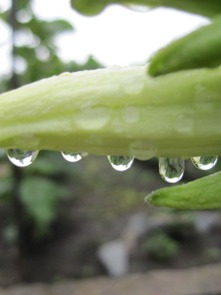 Валентина Ермакова