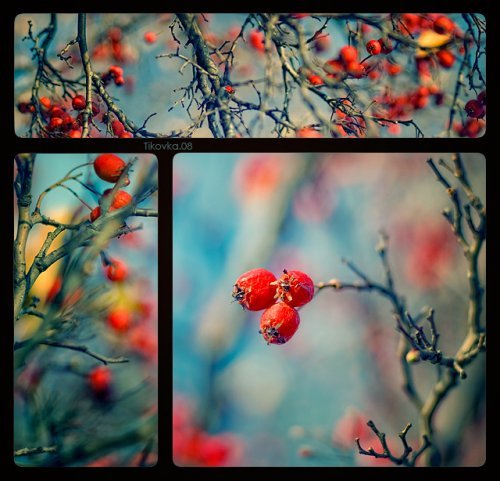 Ирина Лисина