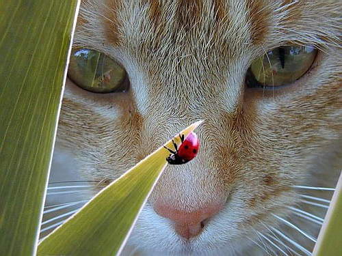 Ольга Субботина