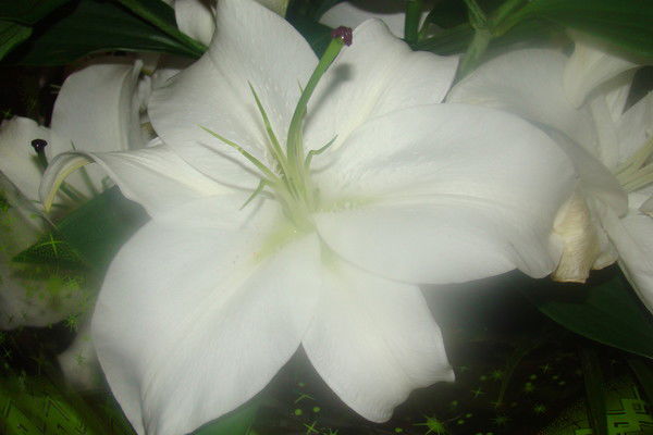 Елена Кремлякова