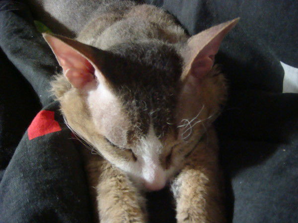 Сергей Пуль