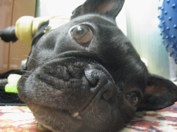 Алексей Шориков