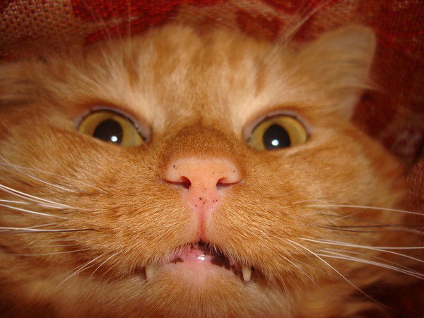 Ирина Шмелева