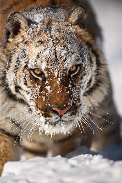 Алексей Страхов
