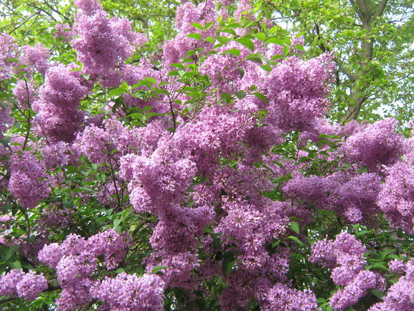 Тамара Реут