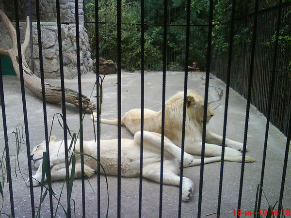 Светлана Планина