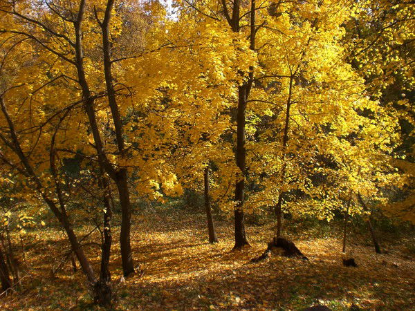 Марина Васильчикова