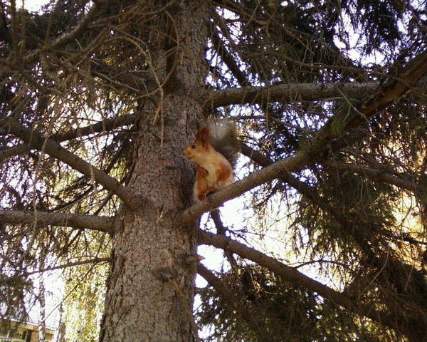 Сергей Мышев